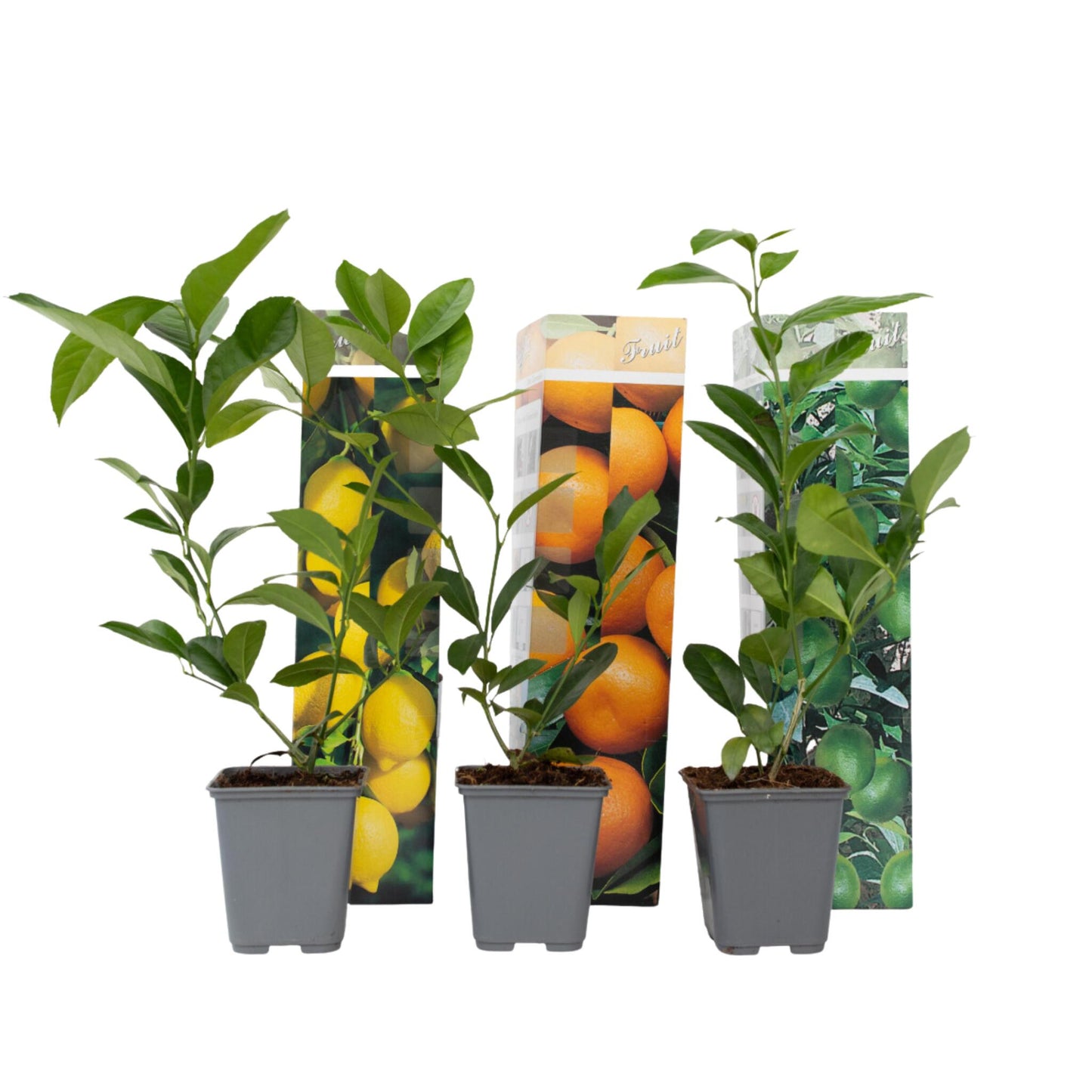 Mezcla De Árboles Frutales - 3 Pzs - Citrus Limon - Altura 25-40cm - ⌀9cm_0