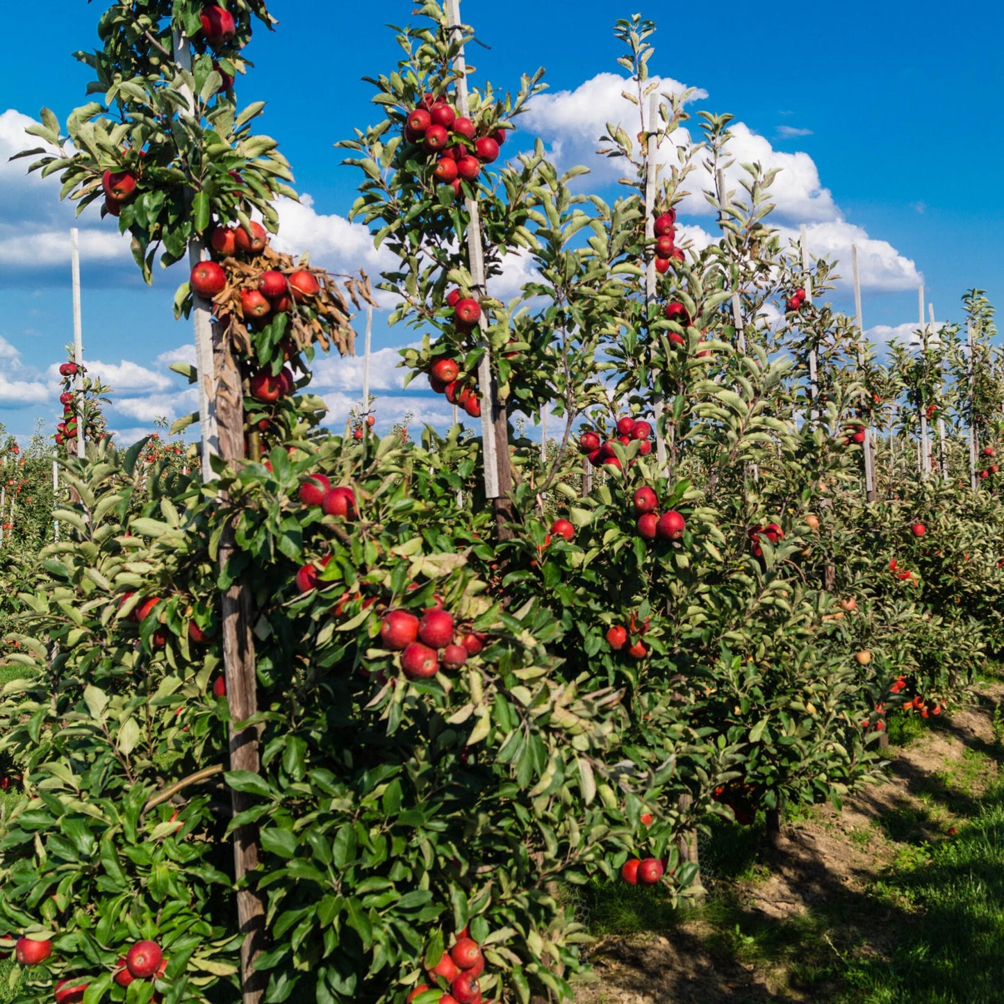 Mezcla De Árboles Frutales - 4 Pzs - Malus Pryus Prunus - A60-70cm - ⌀9cm_1