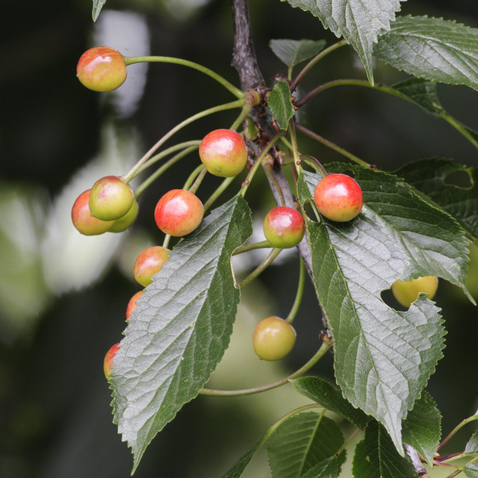Mezcla De Árboles Frutales - 8 Pzs - Malus Pryus Prunus - A60-70cm - ⌀9cm_3