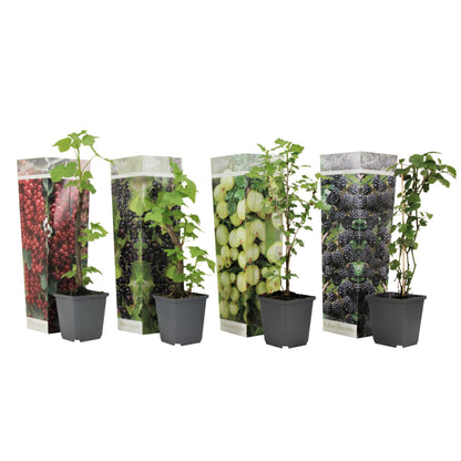 Mezcla De Bayas - 4 Pzs - Rubus Rubrum Uva Fructosus - Altura 25-40cm - ⌀9cm_0