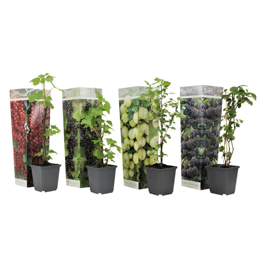 Mezcla De Bayas - 4 Pzs - Rubus Rubrum Uva Fructosus - Altura 25-40cm - ⌀9cm_0