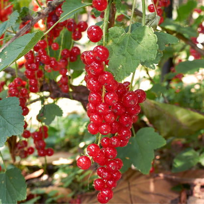 Mezcla De Bayas - 8 Pzs - Rubus Rubrum Uva Fructosus - Altura 25-40cm - ⌀9cm_3
