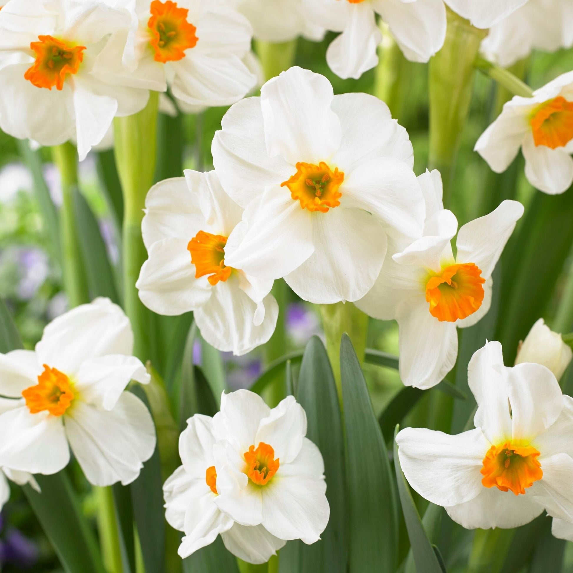 Mezcla De Bulbos De Flor - 25 Pzs - Narcissus Tulipa Hyacinthus_4