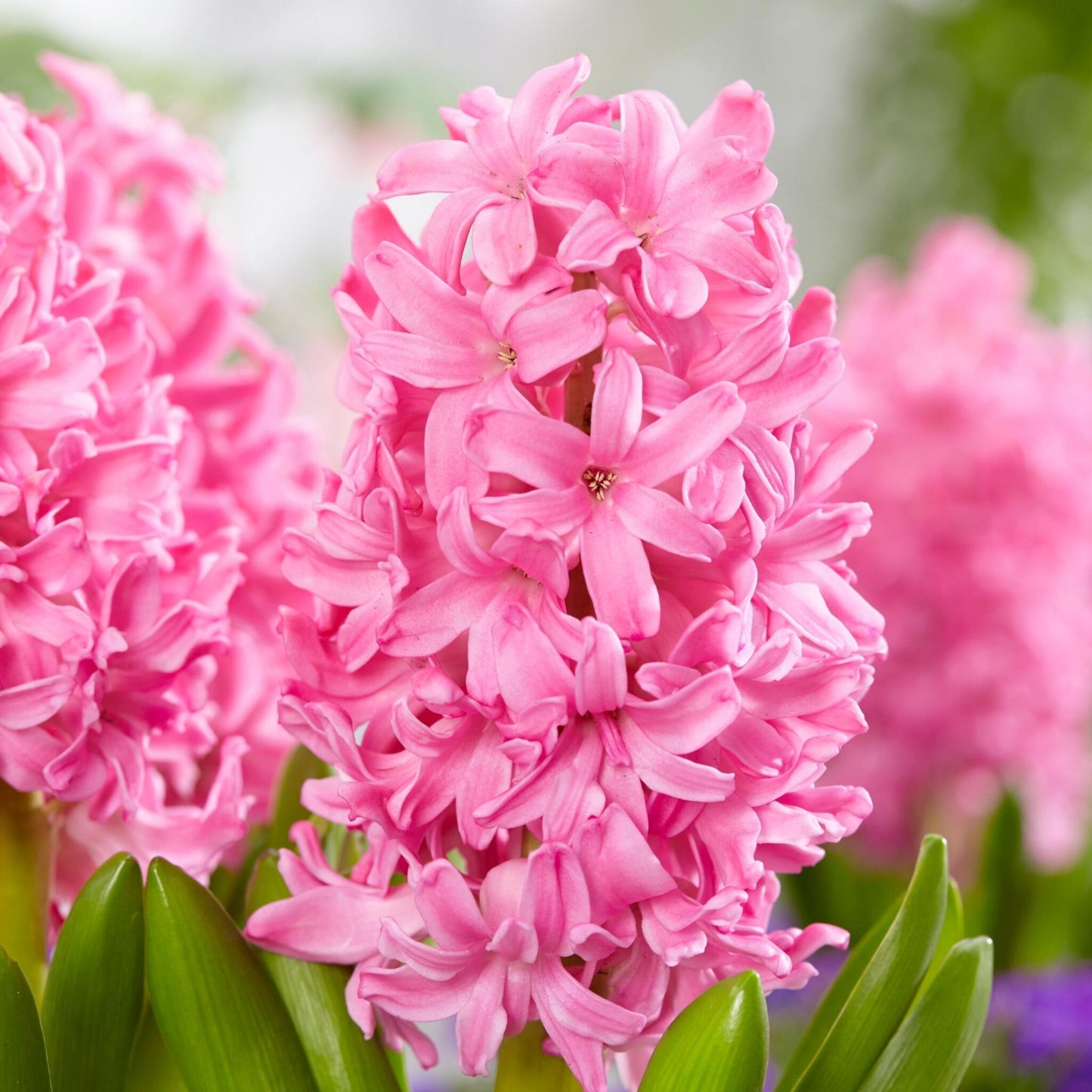 Mezcla De Bulbos De Flor - 25 Pzs - Tulipa Hyacinthus - Bulbos De Flores_3