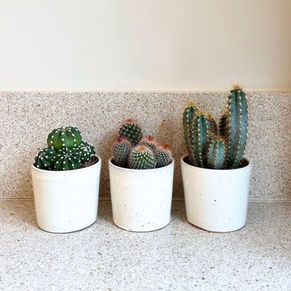 Mezcla De Cactus - Set De 3 - Cactus - Altura 15-20cm - ⌀105cm_1