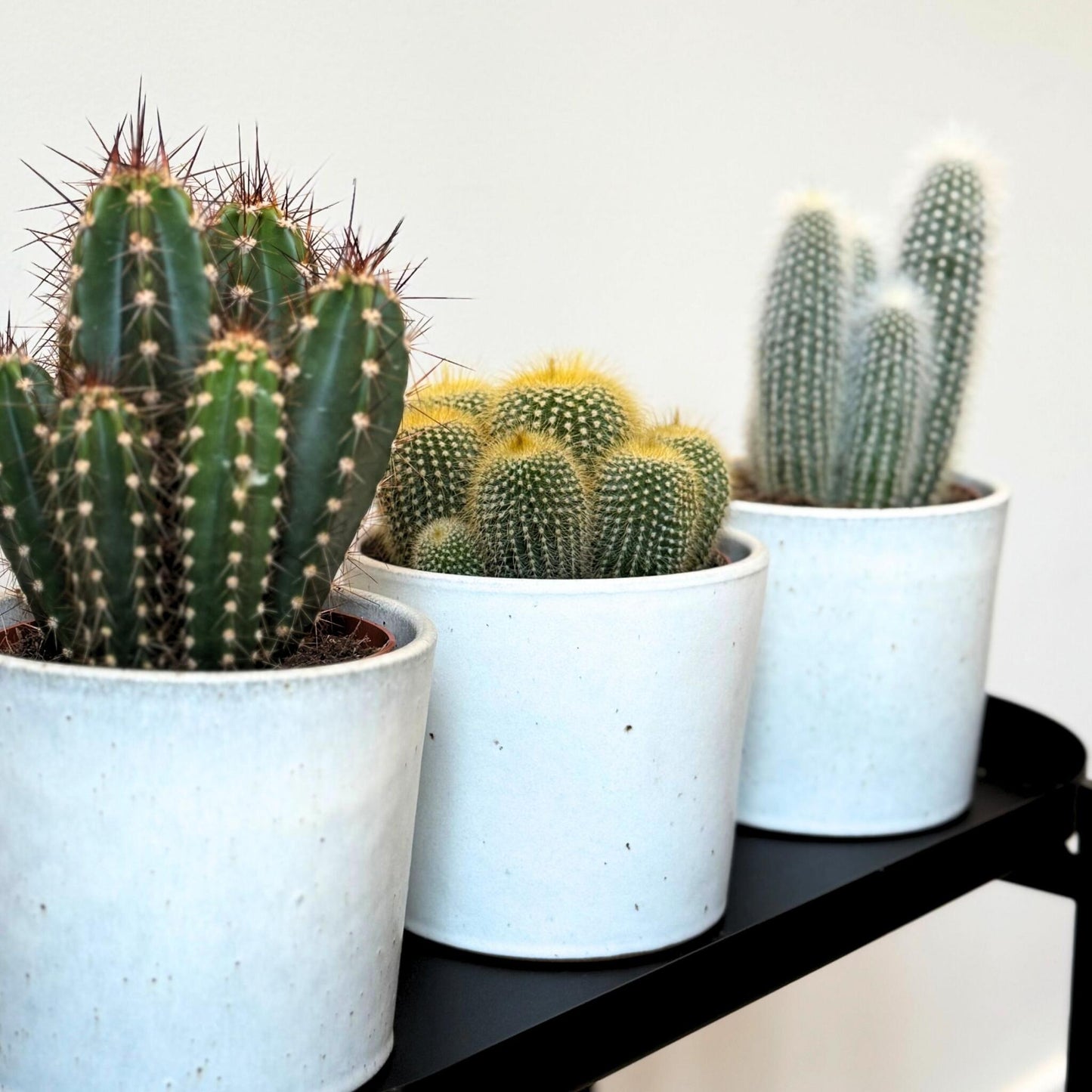 Mezcla De Cactus - Set De 3 - Cactus - Altura 15-20cm - ⌀105cm_3