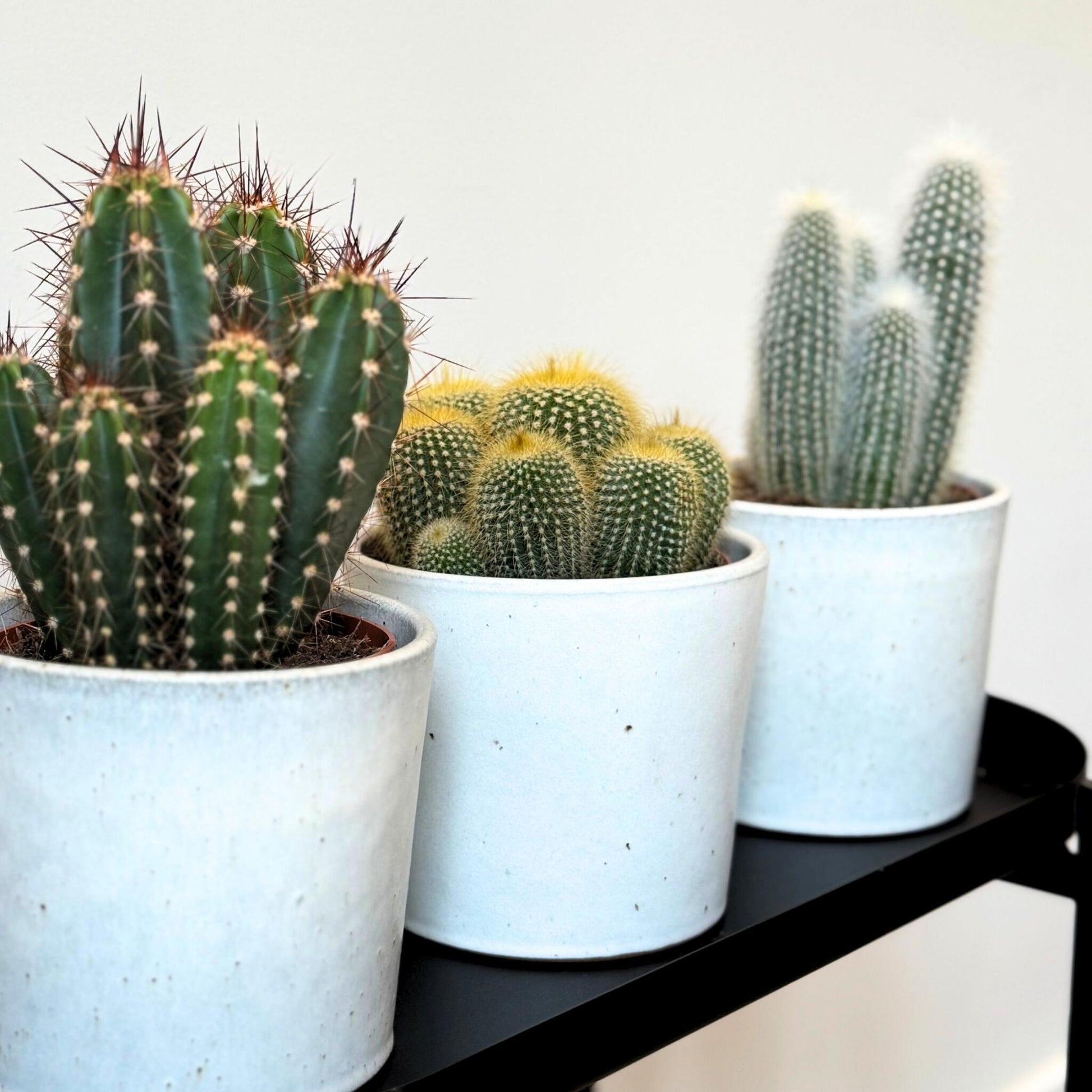 Mezcla De Cactus - Set De 3 - Cactus - Altura 15-20cm - ⌀105cm_3