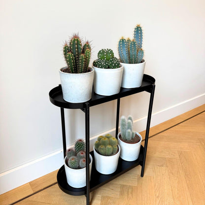 Mezcla De Cactus - Set De 3 - Cactus - Altura 15-20cm - ⌀105cm_4