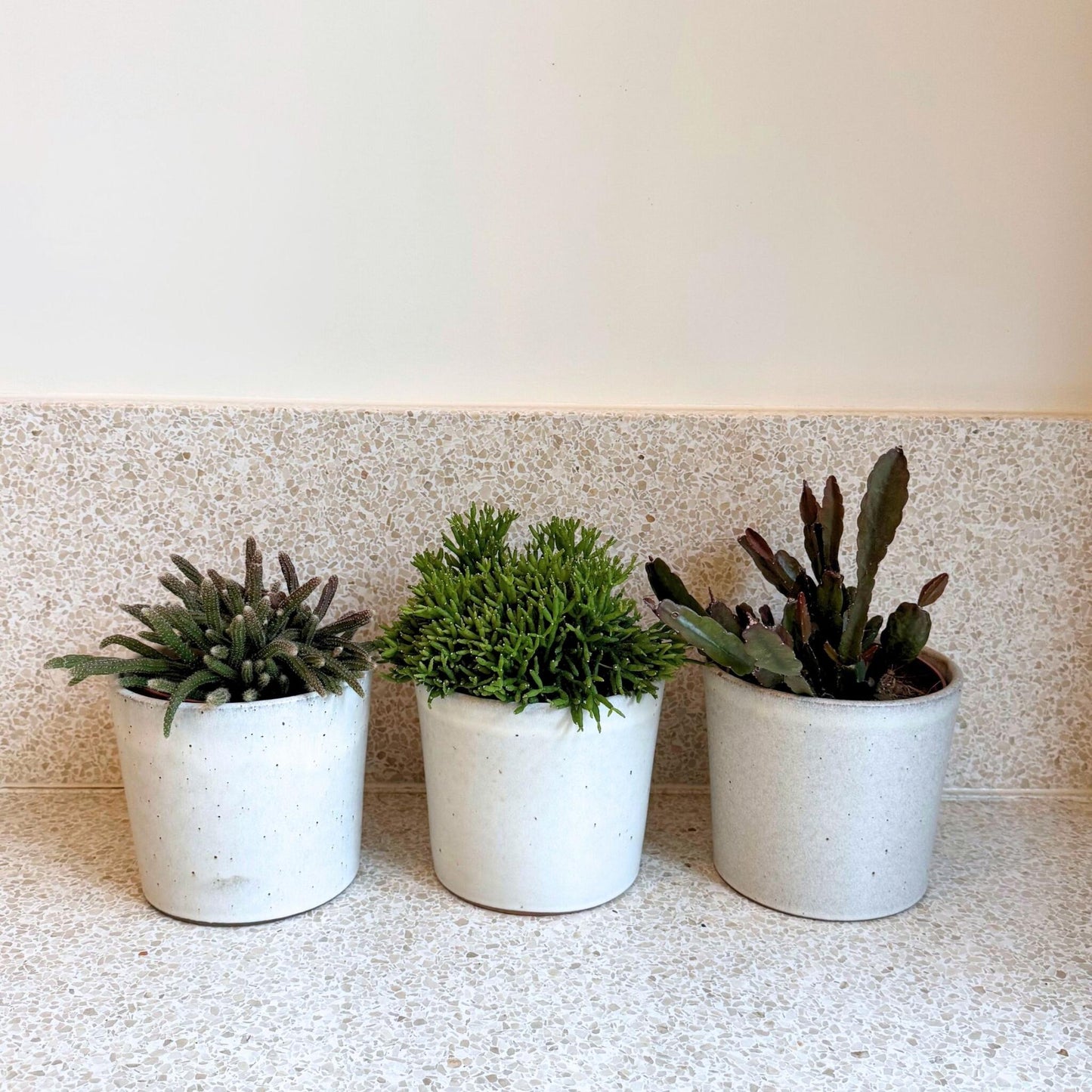 Mezcla De Cactus Coral - Rhipsalis - Pack De 3 - Altura 15-20 Cm - Maceta 12 Cm_1