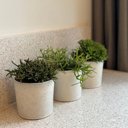 Mezcla De Cactus Coral - Rhipsalis - Pack De 3 - Altura 15-20 Cm - Maceta 12 Cm_4