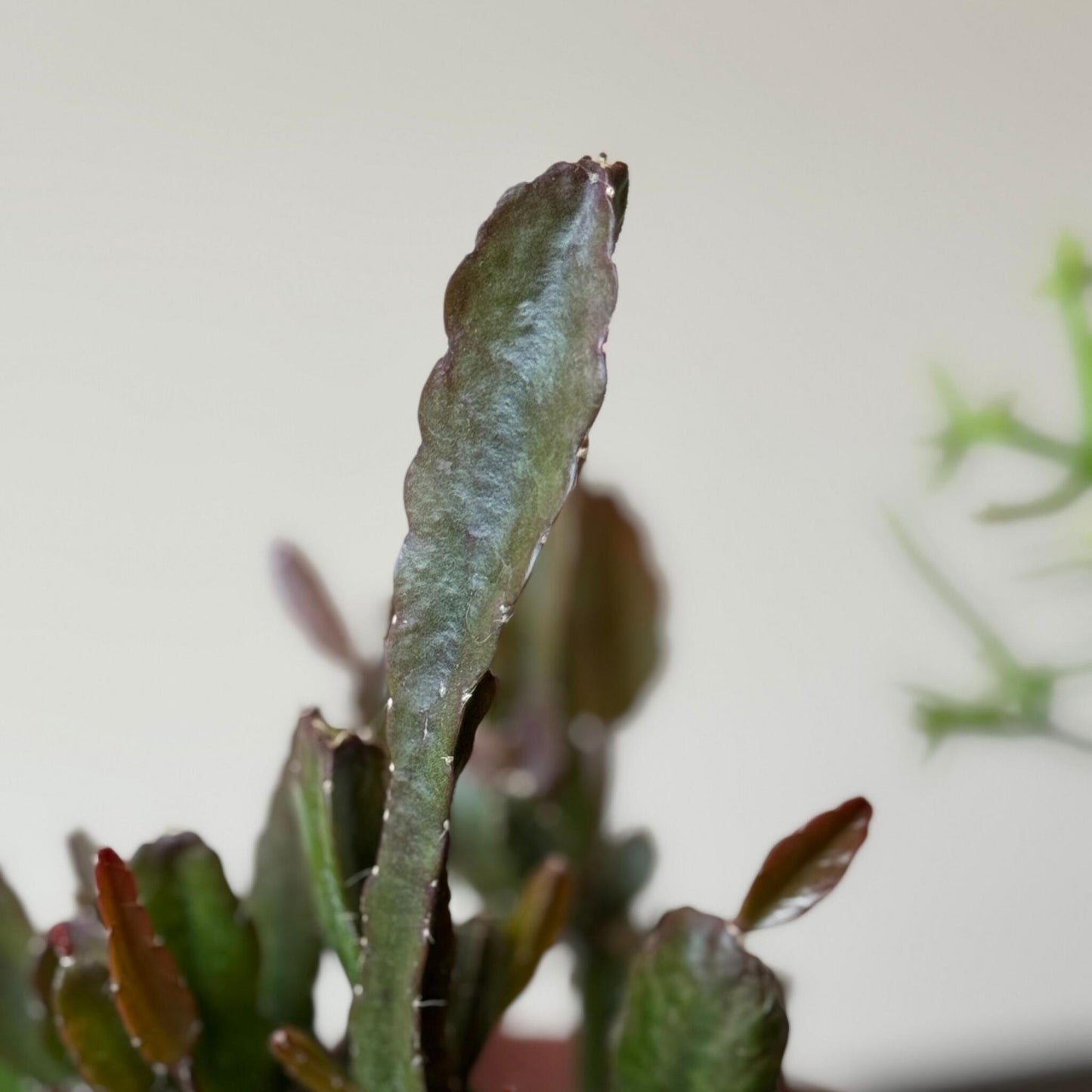 Mezcla De Cactus Coral - Rhipsalis - Pack De 6 - Altura 15-20 Cm - Maceta 12 Cm_3