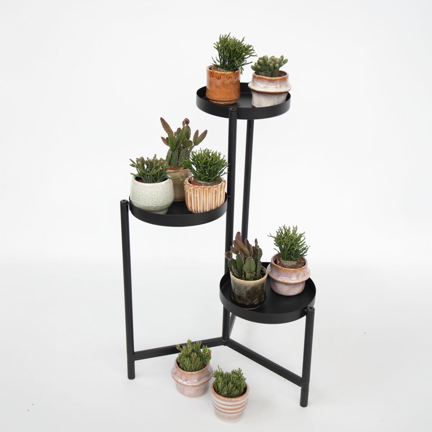 Mezcla De Cactus Coral - Rhipsalis - Pack De 6 - Altura 8-12 Cm - Maceta 5.5 Cm_1