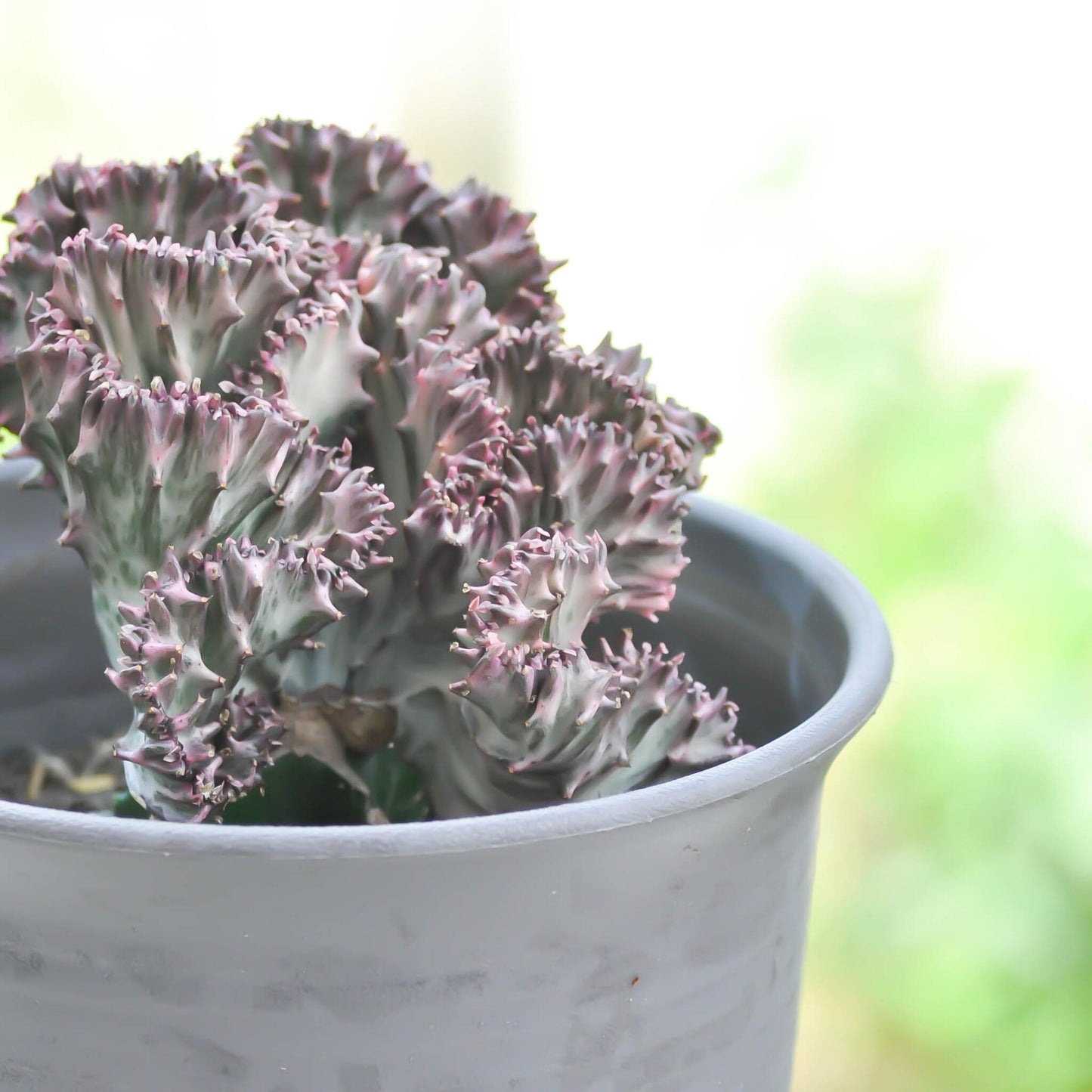 Mezcla De Cactus Euphorbia - 2 Pzs - Euphorbia 'lactea' - Altura 25-30cm - ⌀12cm_1