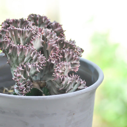 Mezcla De Cactus Euphorbia - 2 Pzs - Euphorbia 'lactea' - Altura 25-30cm - ⌀12cm_1