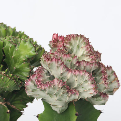 Mezcla De Cactus Euphorbia - 2 Pzs - Euphorbia 'lactea' - Altura 25-30cm - ⌀12cm_3