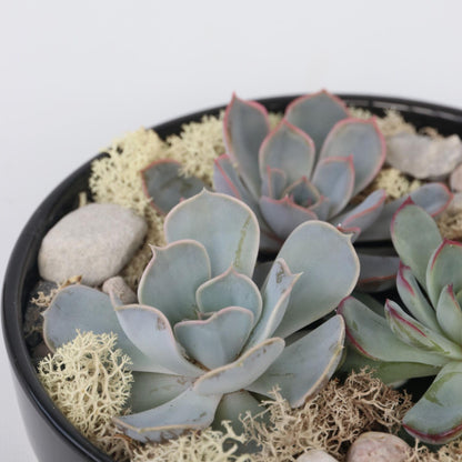 Mezcla De Jardín De Echeveria Negra - Echeveria Lilacina - Altura 8cm_1