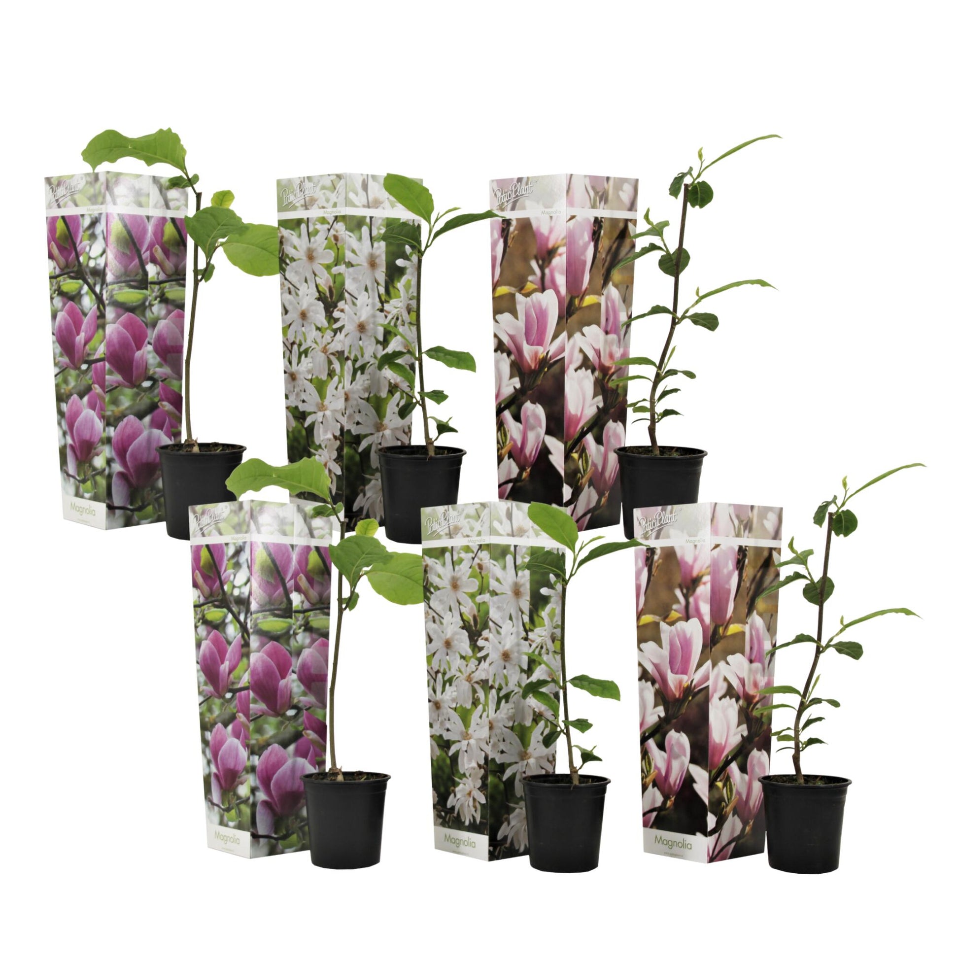 Mezcla De Magnolias - 6 Pzs - Magnolia - Altura 25-40cm - ⌀9cm_0
