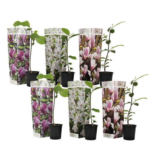Mezcla De Magnolias - 6 Pzs - Magnolia - Altura 25-40cm - ⌀9cm_0