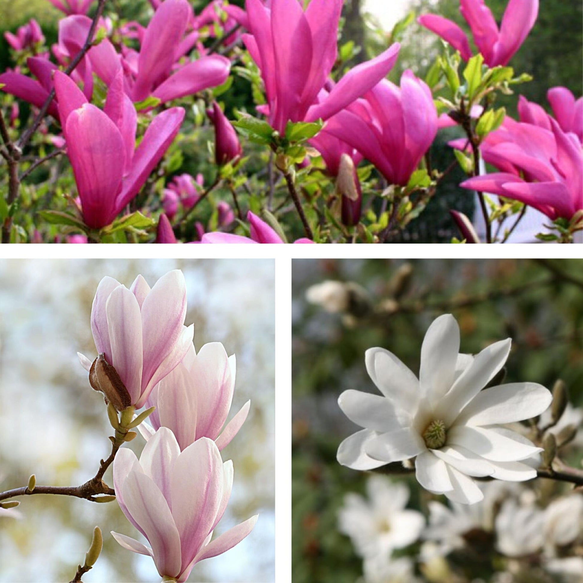 Mezcla De Magnolias - 6 Pzs - Magnolia - Altura 25-40cm - ⌀9cm_3