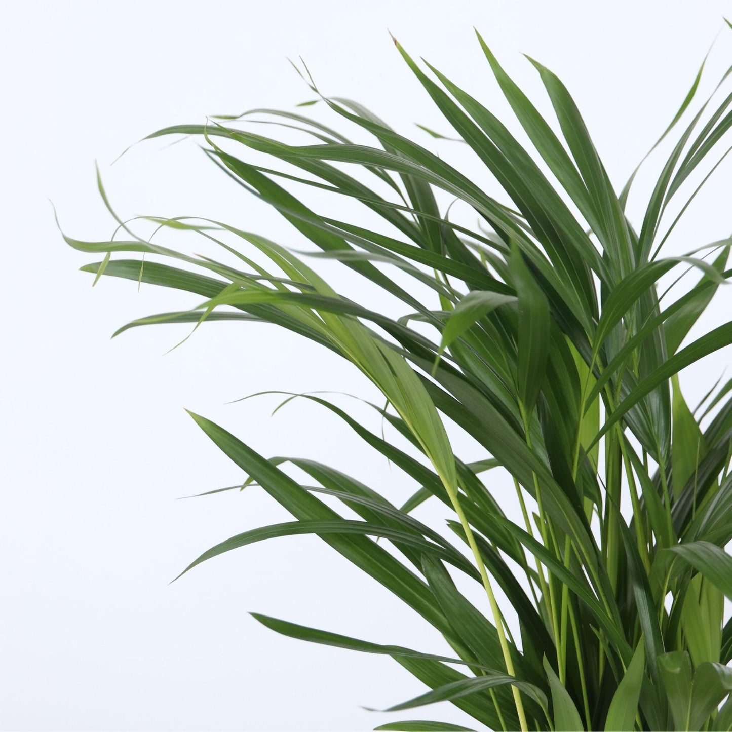 Mezcla De Palmeras - 2 Pzs - Chamaedorea Dypsis - Altura 50-70cm - ⌀17cm_3