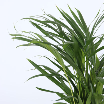Mezcla De Palmeras - 2 Pzs - Chamaedorea Dypsis - Altura 50-70cm - ⌀17cm_3