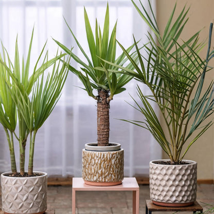Mezcla De Palmeras - 3 Pzs - Indoor Palmmix - Pokon - Altura 50-70cm - ⌀14cm_1