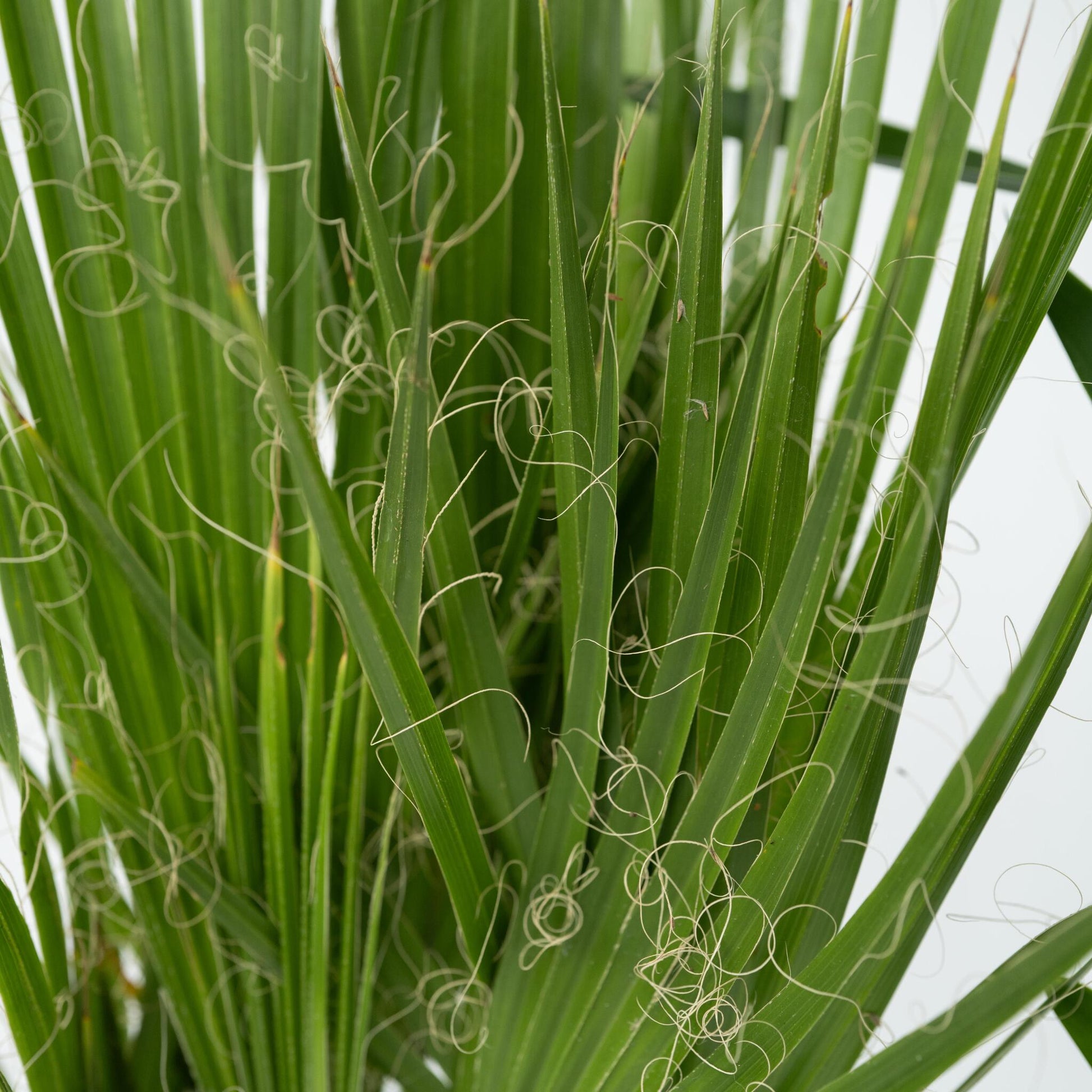 Mezcla De Palmeras - 3 Pzs - Indoor Palmmix - Pokon - Altura 50-70cm - ⌀14cm_3