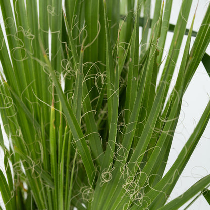Mezcla De Palmeras - 3 Pzs - Indoor Palmmix - Pokon - Altura 50-70cm - ⌀14cm_3