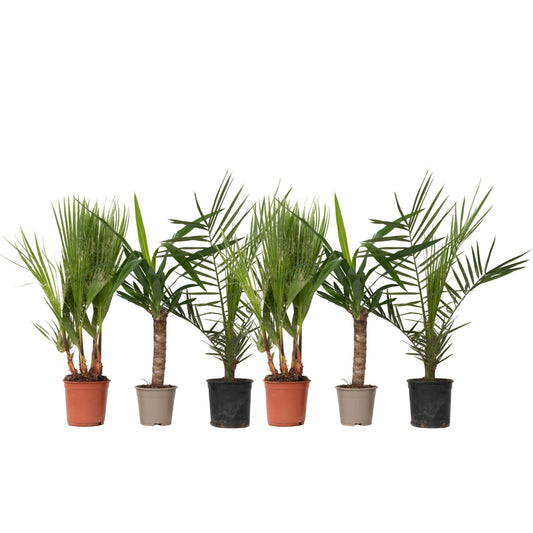 Mezcla De Palmeras - 6 Pzs - Indoor Palmmix - Altura 50-70cm - ⌀14cm_0