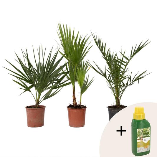 Mezcla De Palmeras Al Aire Libre - 3 Pzs - Altura 50-70cm - ⌀15cm_0
