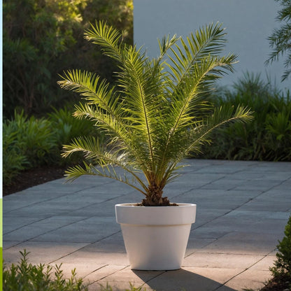 Mezcla De Palmeras Al Aire Libre - 3 Pzs - Altura 50-70cm - ⌀15cm_1