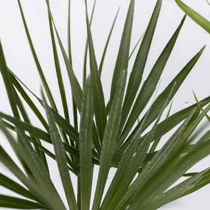 Mezcla De Palmeras Al Aire Libre - 3 Pzs - Altura 50-70cm - ⌀15cm_3