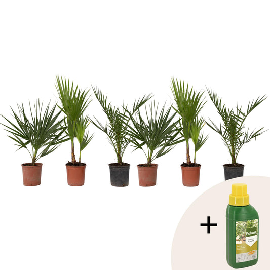 Mezcla De Palmeras Al Aire Libre - 6 Pzs - Altura 50-70cm - ⌀15cm_0