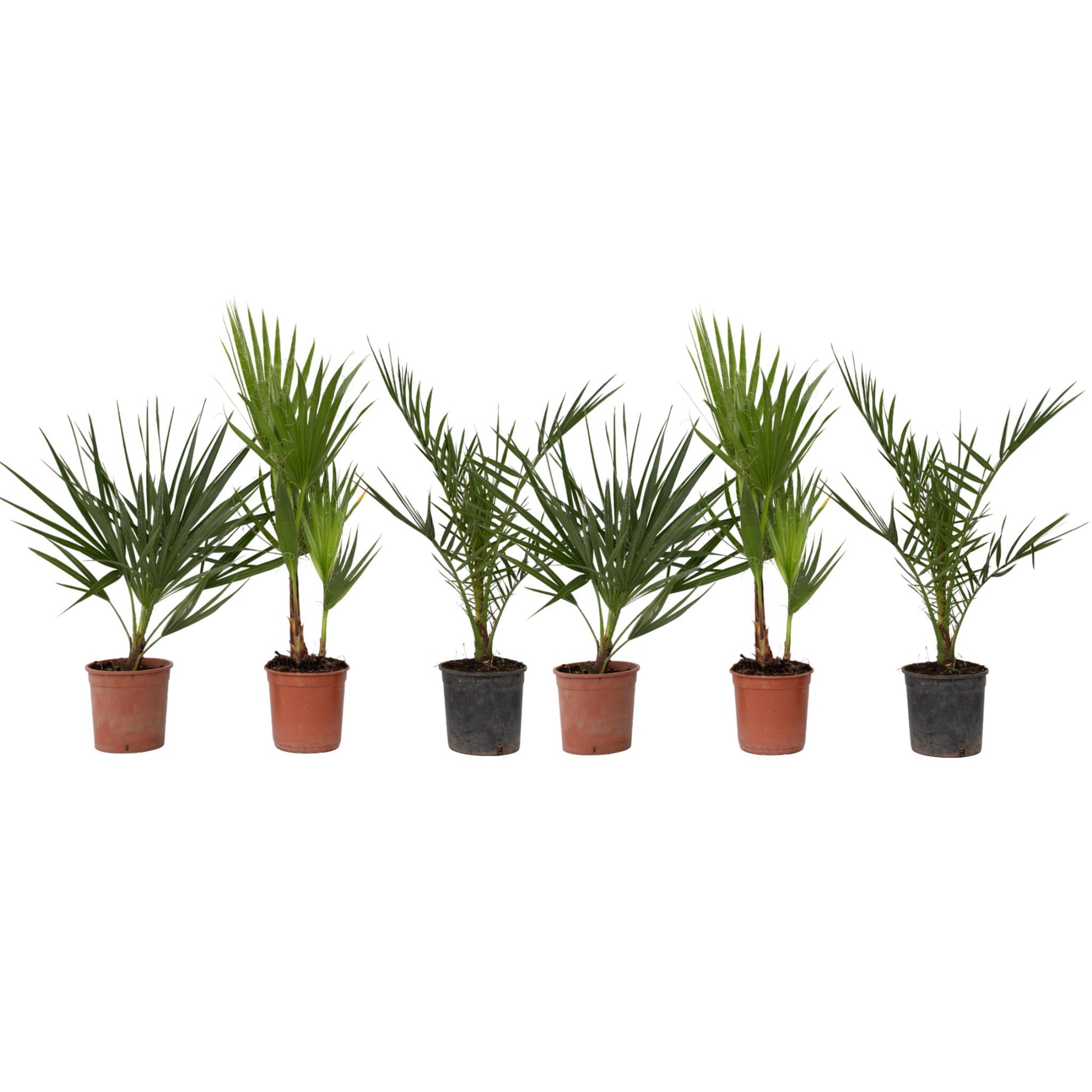 Mezcla De Palmeras Al Aire Libre - 6 Pzs - Altura 50-70cm - ⌀15cm_0