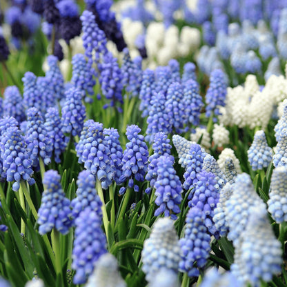 Mezcla De Pomelo - 50 Pzs - Muscari 'magic Mix' - Bulbos De Flores_4