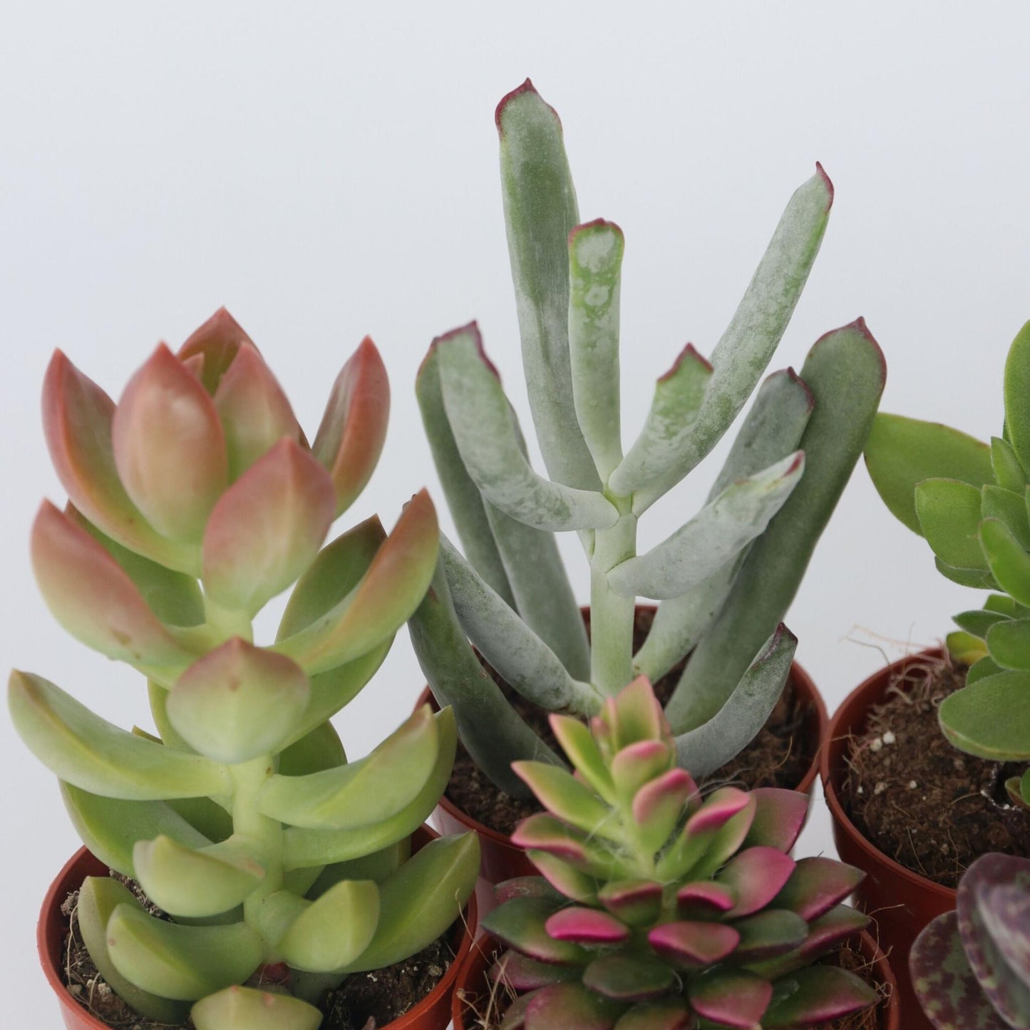 Mezcla De Suculentas - 12 Pzs - Succulent Mix - Altura 5-10cm - ⌀55cm_3