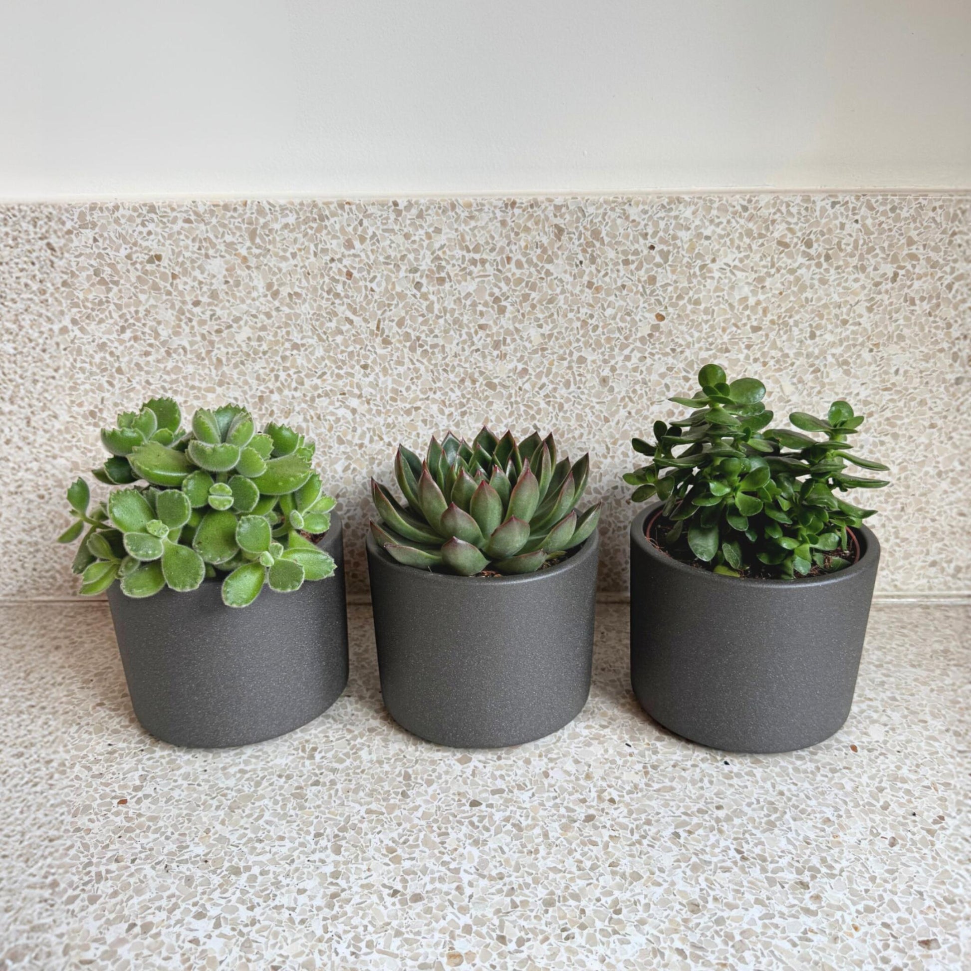 Mezcla De Suculentas - 3 Pzs - Succulent Mix - Altura 15-20cm - ⌀105cm_4