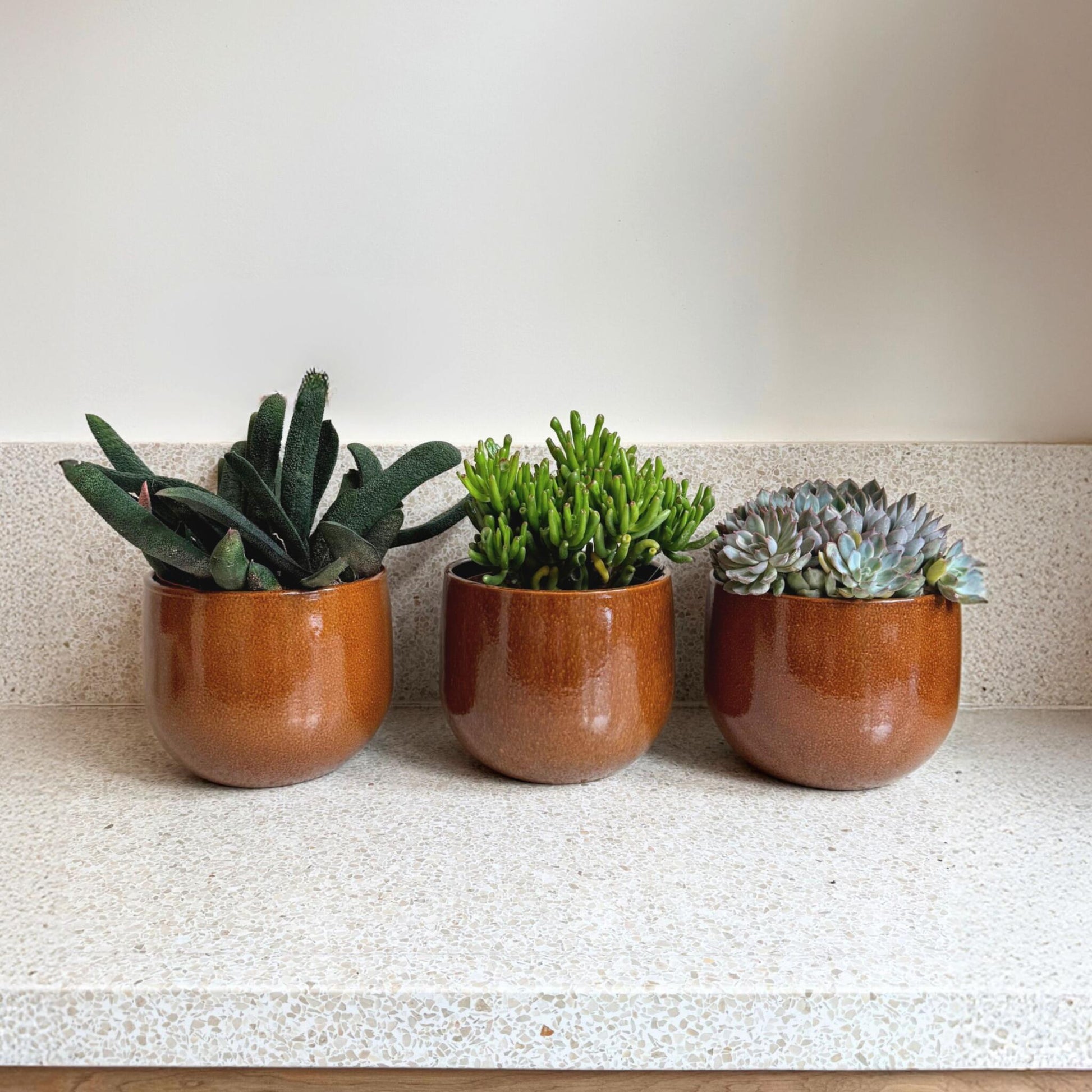 Mezcla De Suculentas - 3 Pzs - Succulent Mix - Altura 30-35cm - ⌀17cm_1