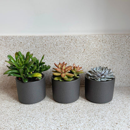 Mezcla De Suculentas - 6 Pzs - Succulent Mix - Altura 15-20cm - ⌀105cm_4