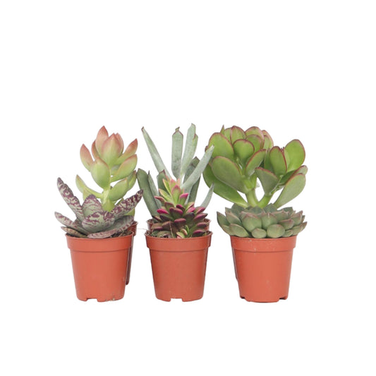 Mezcla De Suculentas - 6 Pzs - Succulent Mix - Altura 5-10cm - ⌀55cm_0