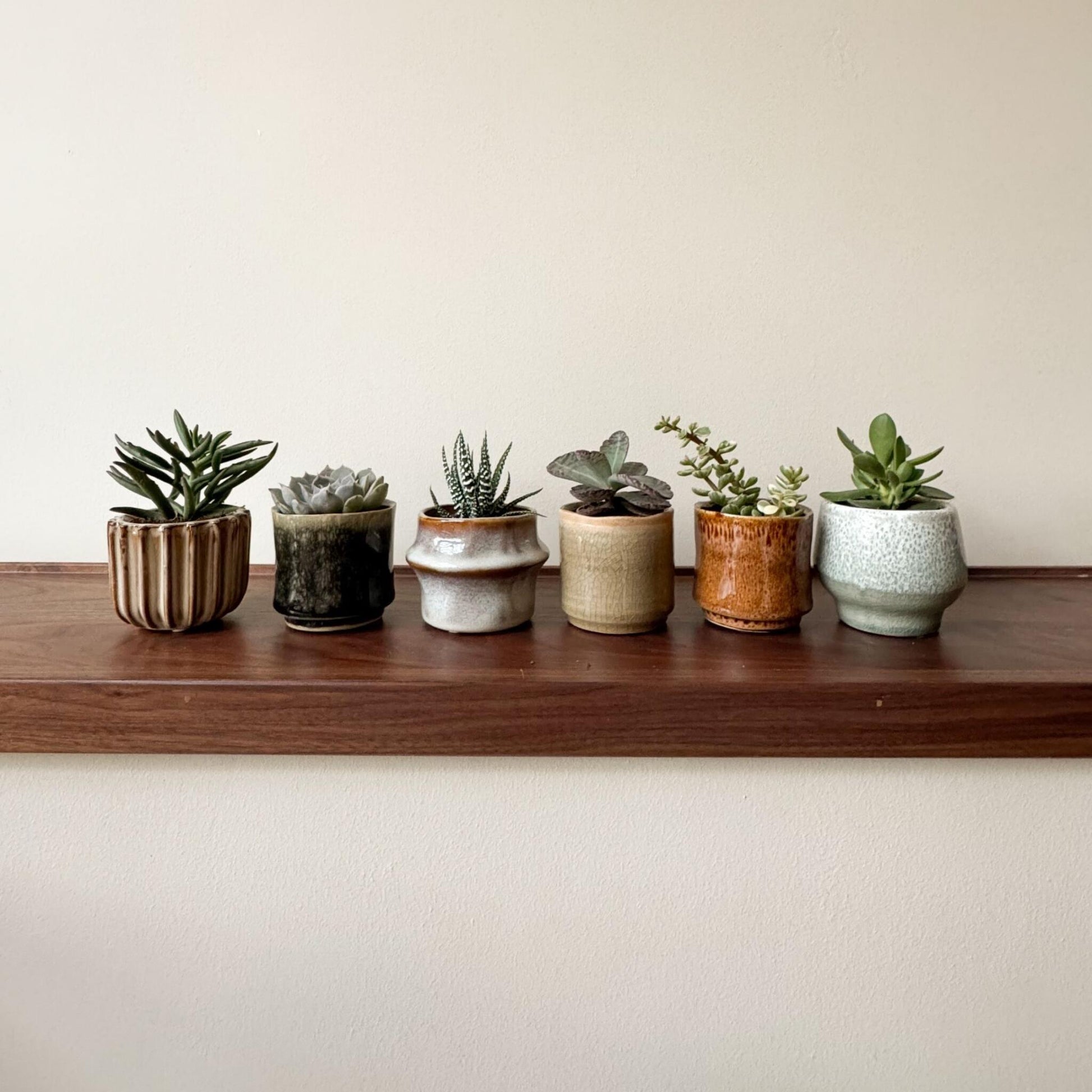 Mezcla De Suculentas - 6 Pzs - Succulent Mix - Altura 5-10cm - ⌀55cm_1