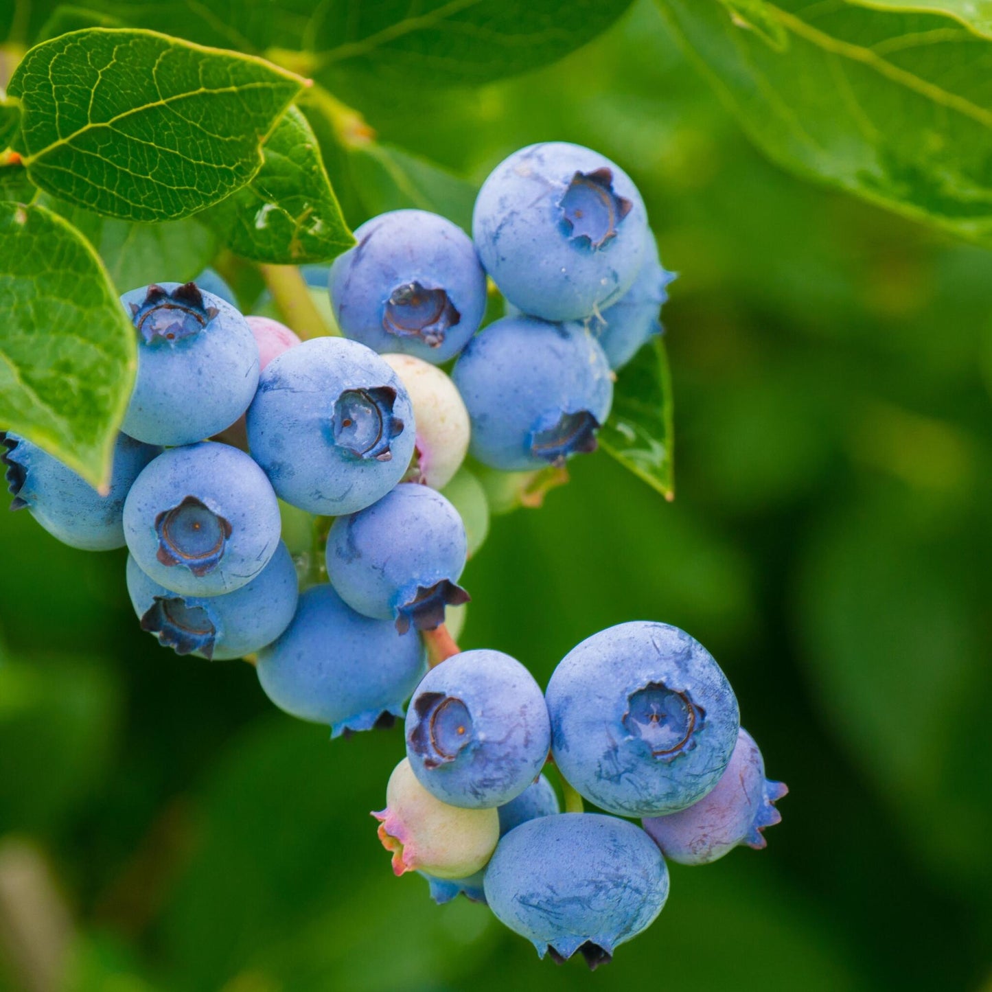 Mezcla De Superfrutas - 6 Pzs - Actinidia Vaccinium - Altura 25-40cm - ⌀9cm_3