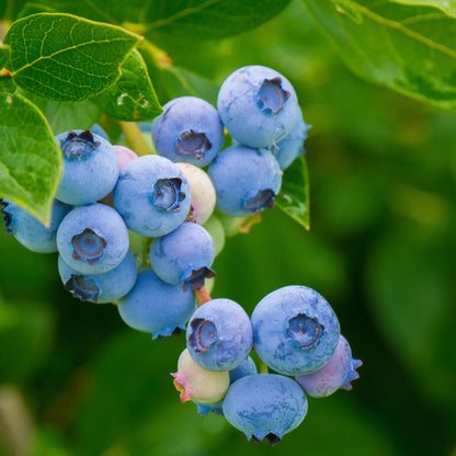 Mezcla De Superfrutas - 6 Pzs - Actinidia Vaccinium - Altura 25-40cm - ⌀9cm_3