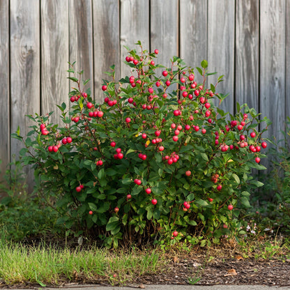 Mezcla De Superfrutas - 6 Pzs - Actinidia Vaccinium - Altura 25-40cm - ⌀9cm_4