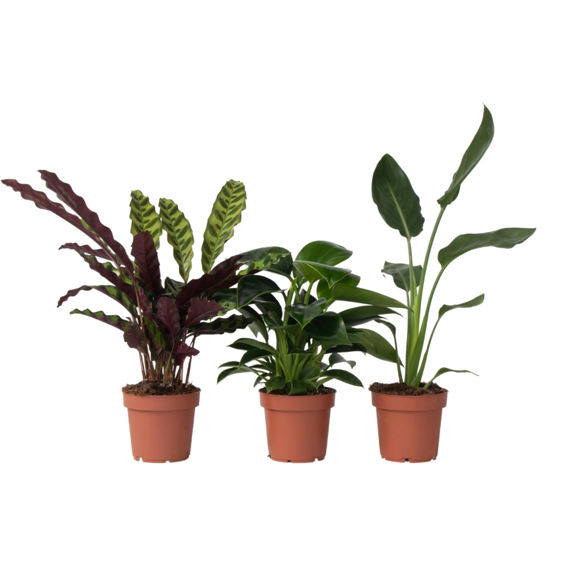 Mezcla Interior Verde - 3 Pzs - Altura 25-40cm - ⌀12cm_0