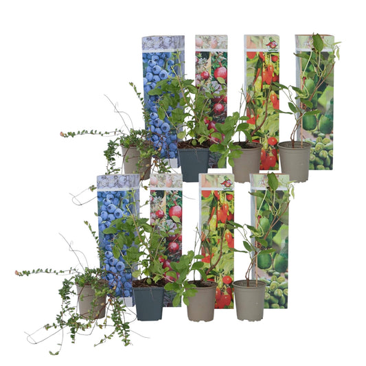 Mezcla Para Batidos - 8 Pzs - Actinidia Vaccinium Lycium - A25-40cm - ⌀9cm_0