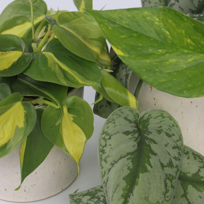 Mezcla Trepadora Tropical - 3 Pzs - Philodendron Epipremnum - A25-40cm - ⌀12cm_3