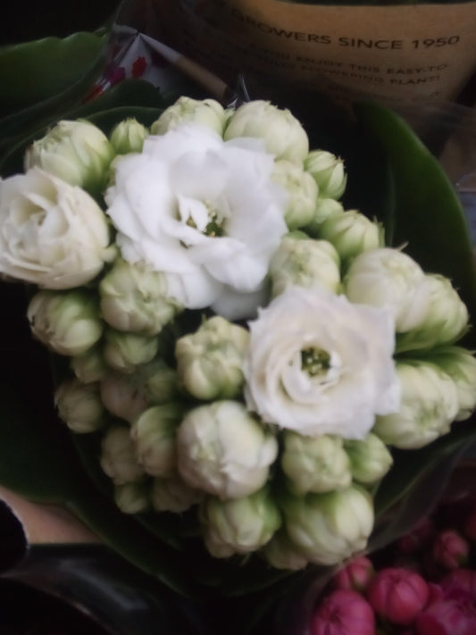 Mini Kalanchoe De Flor Blanca Planta Suculenta Ø6_0