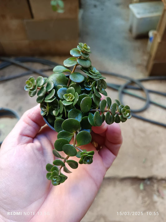 Mini Planta Sedum Makinoi Ø5 Cm Para Interior_0