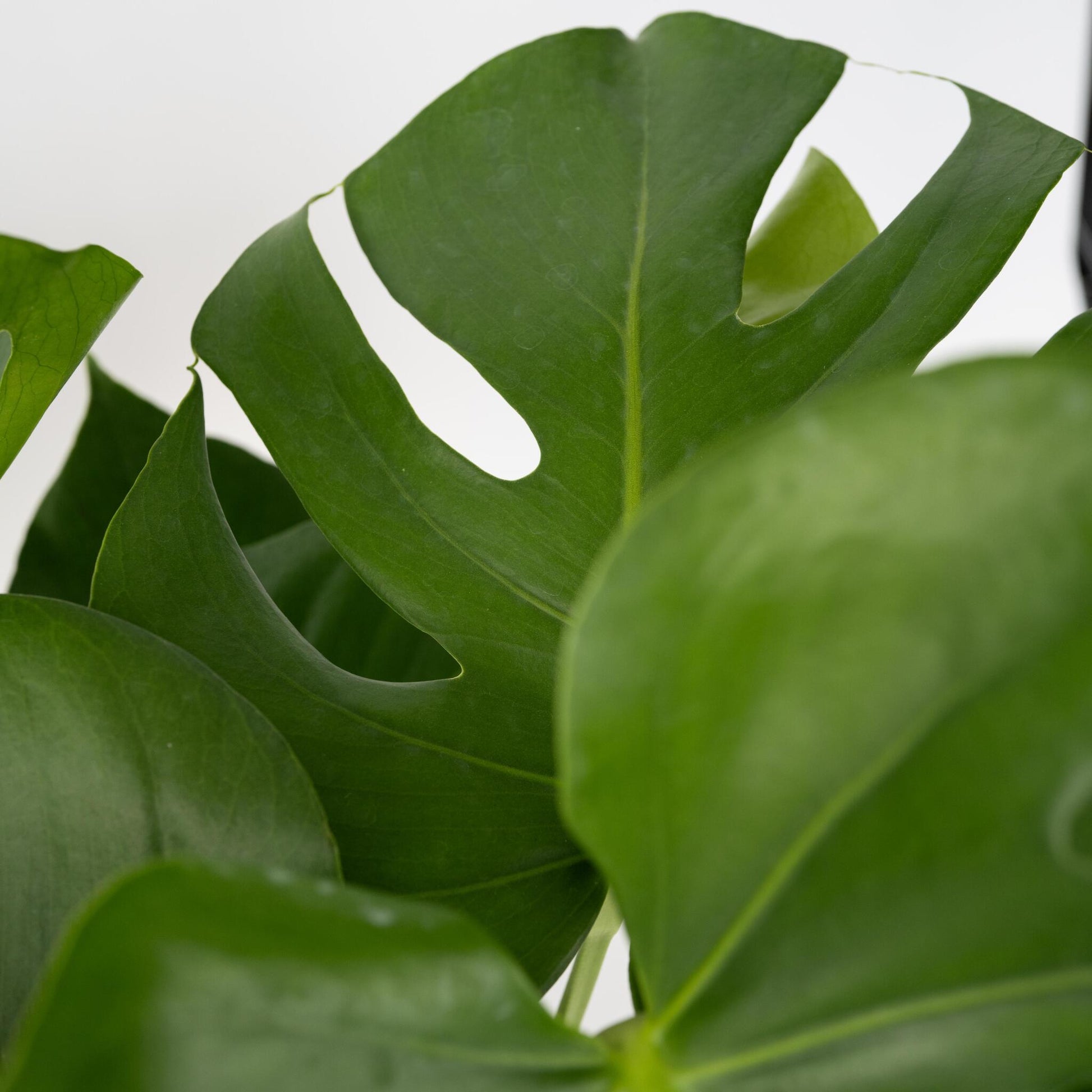 Monstera Deliciosa - Incluye Cesta Decorativa - Altura 70-80cm_3